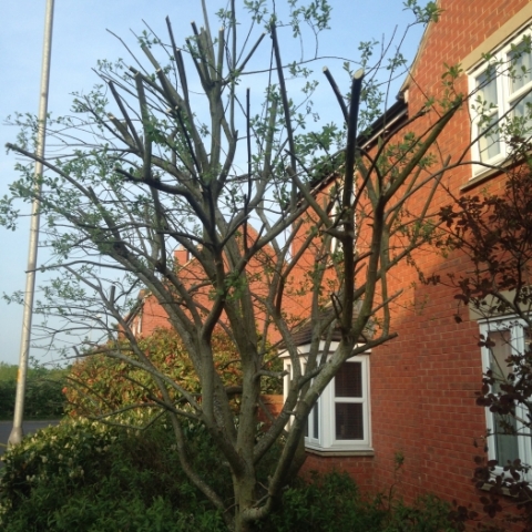 Hedge and shrub shaping
