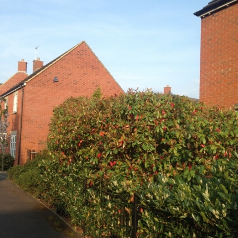 Hedge and shrub shaping