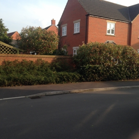 Hedge and shrub shaping