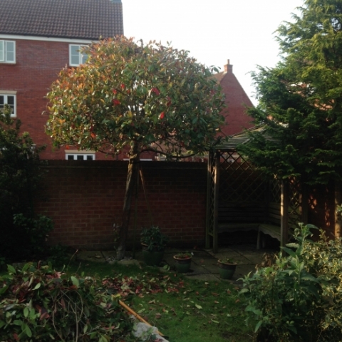 Hedge and shrub shaping