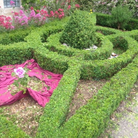 Box hedging topiary