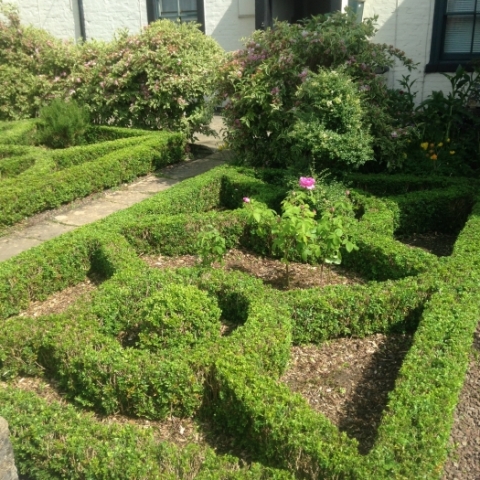Box hedging topiary