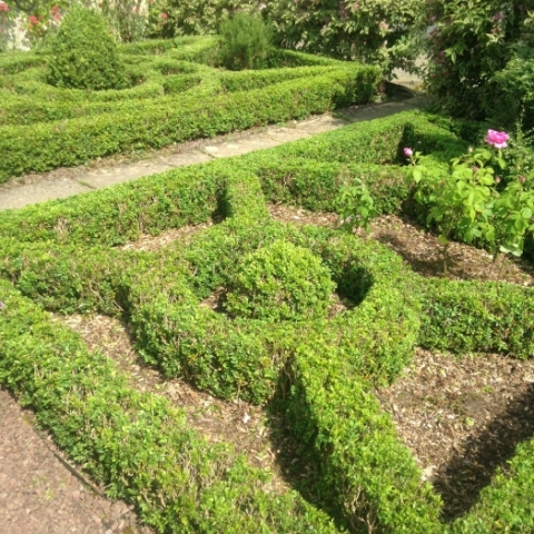 Box hedging topiary
