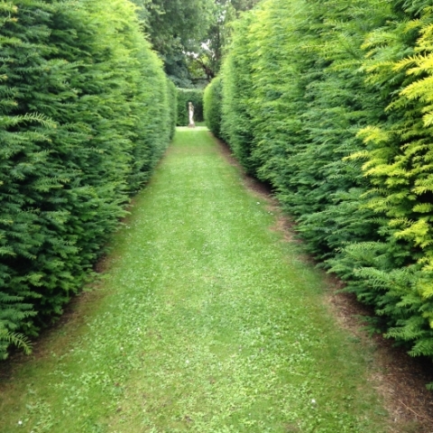 Garden lawns and hedging
