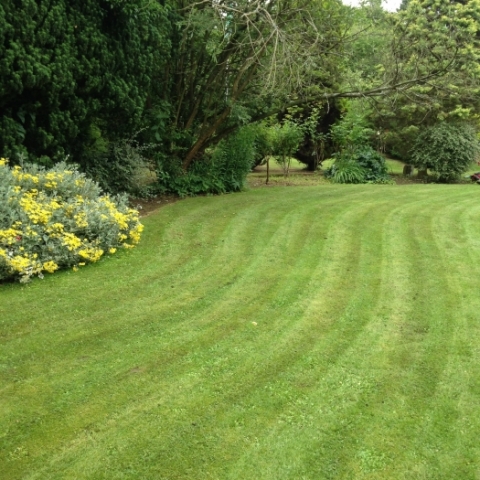 Garden lawns and hedging