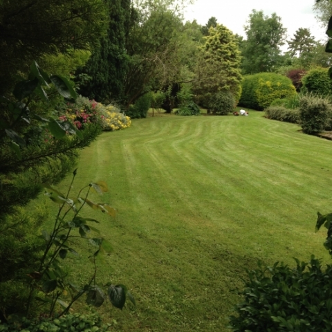 Garden lawns and hedging
