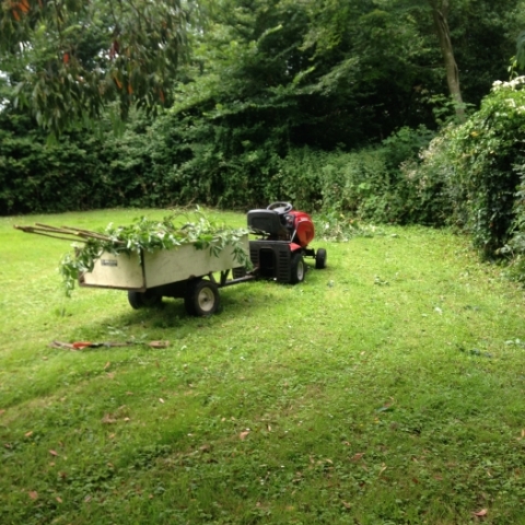 Garden lawns and hedging